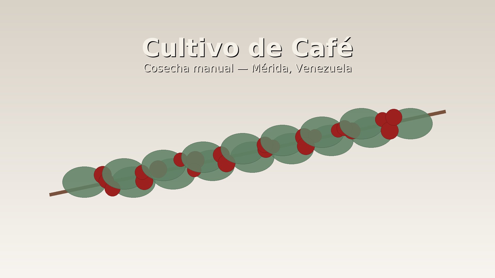 Cultivo de café en las montañas